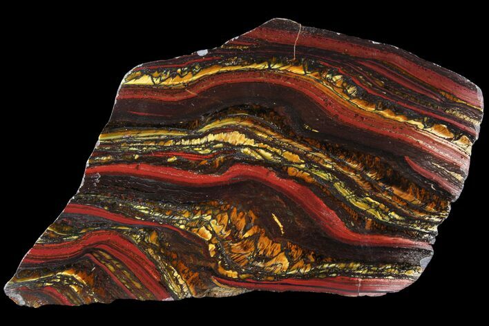 Polished Tiger Iron Stromatolite - ( Billion Years) #96221